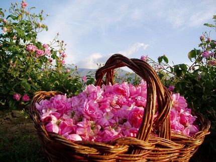 برداشت گل محمدی در استان لرستان آغاز شد