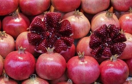 افزایش ۲۰ درصدی برداشت انار در آذربایجان‌غربی
