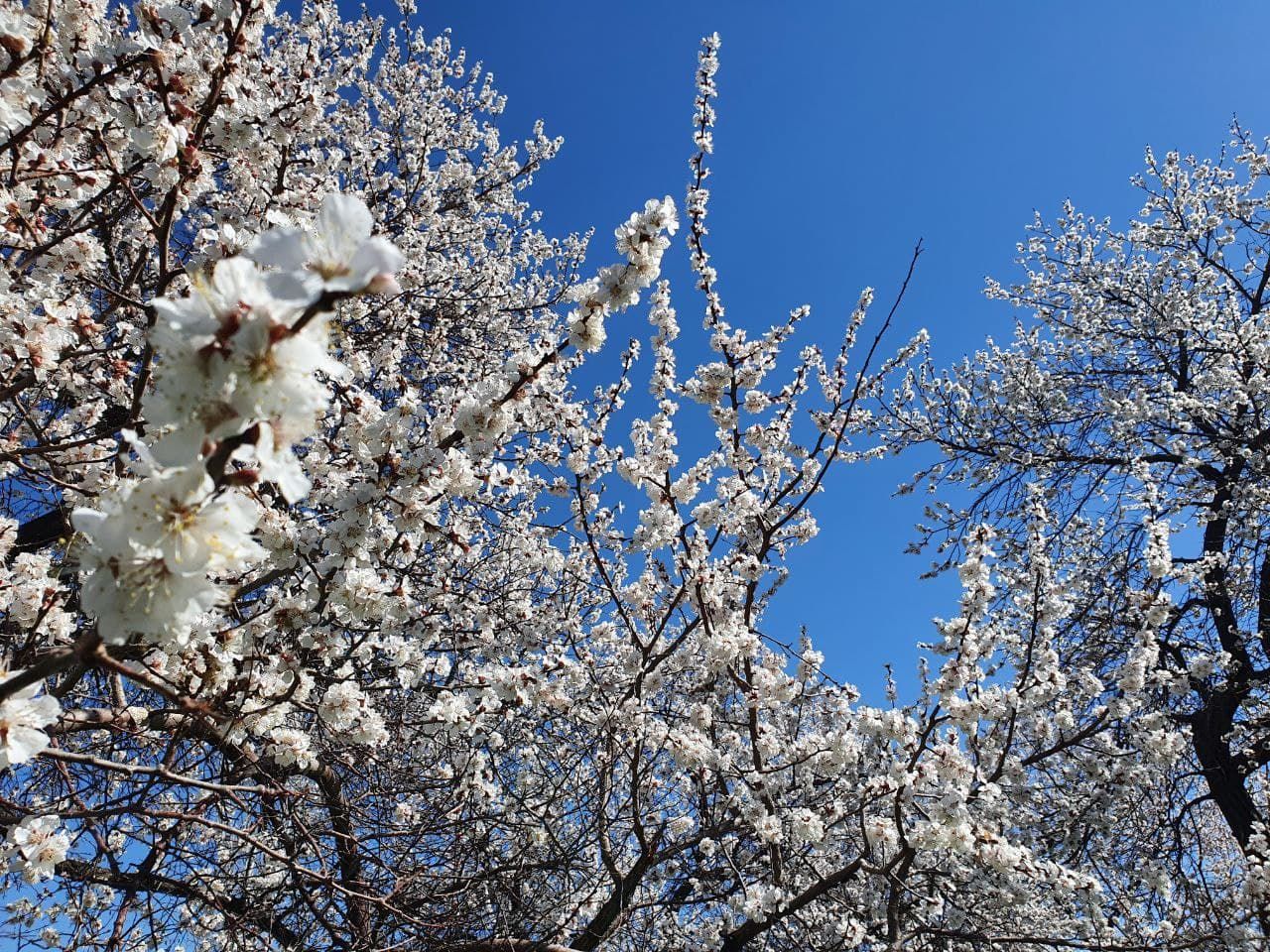 بهار شکوفه داد