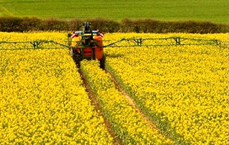 برداشت کلزا از مزارع کردستان آغاز شد