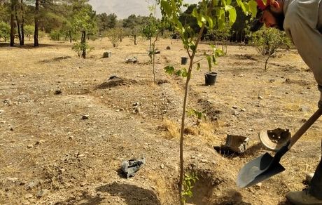 کاشت ۲۵۰ میلیون اصله نهال تا سال آینده