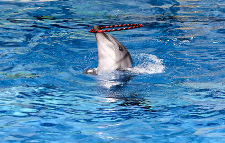 
تشریح جزئیات علت مرگ دلفین در دلفیناریوم برج میلاد
