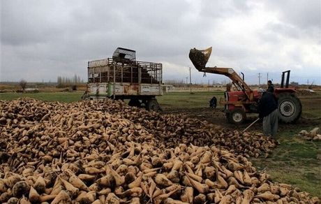 برداشت چغندرقند در استان کرمانشاه آغاز شد