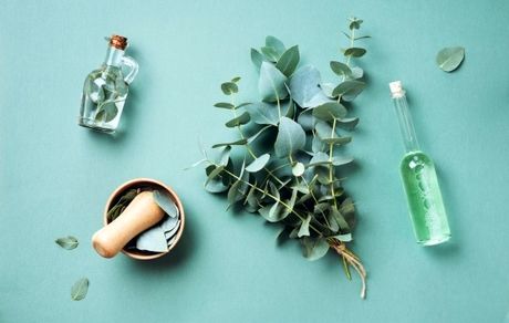 فواید روغن اکالیپتوس برای دستگاه تنفسی و سلامتی بدن