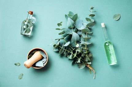 فواید روغن اکالیپتوس برای دستگاه تنفسی و سلامتی بدن
