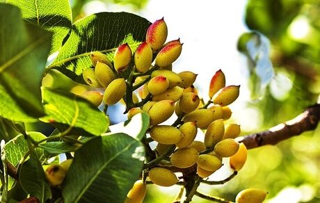 خسارت سنگین قطعی مکرر برق به پسته رفسنجان