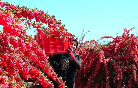 سومین جشنواره ملی زرشک در استان خراسان جنوبی برگزار می‌شود