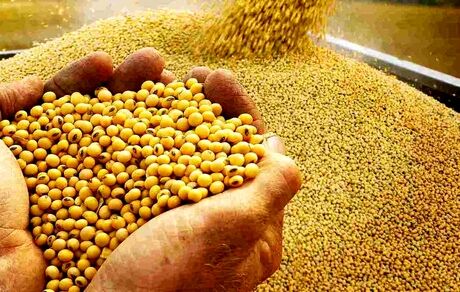 مطالبات سویاکاران استان مازندران پرداخت شد