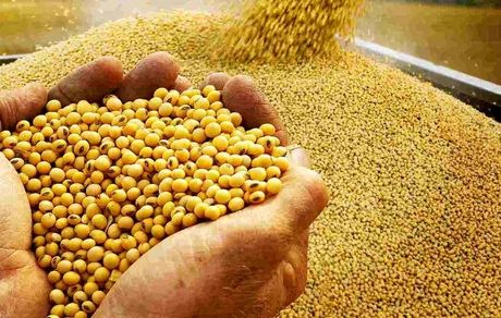 مطالبات سویاکاران استان مازندران پرداخت شد