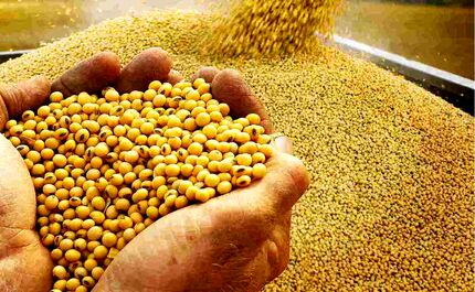 مطالبات سویاکاران استان مازندران پرداخت شد