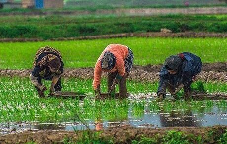 تمدید مهلت خرید بیمه‌نامه برنج در استان گیلان تا ۳۱ خرداد