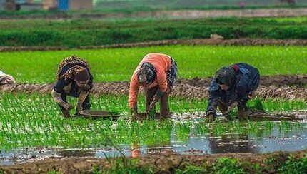 تمدید مهلت خرید بیمه‌نامه برنج در استان گیلان تا ۳۱ خرداد