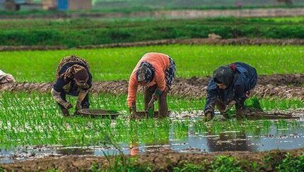 تمدید مهلت خرید بیمه‌نامه برنج در استان گیلان تا ۳۱ خرداد
