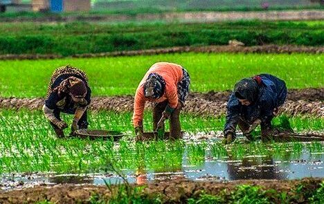 تمدید مهلت خرید بیمه‌نامه برنج در استان گیلان تا ۳۱ خرداد