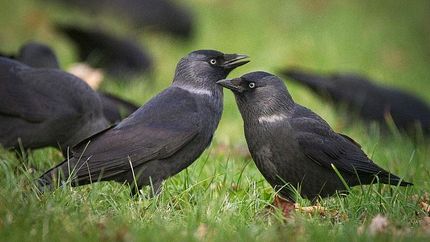 کلاغ‌ها برای پرواز رای گیری می‌کنند