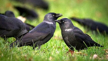کلاغ‌ها برای پرواز رای گیری می‌کنند