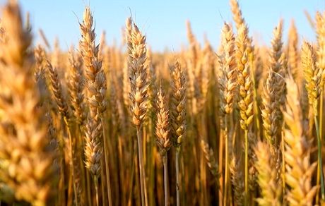 تعیین قیمت گندم به تعویق افتاد