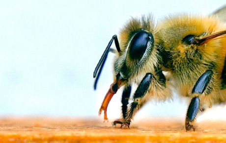 استفاده از زنبور به عنوان تست کرونا!
