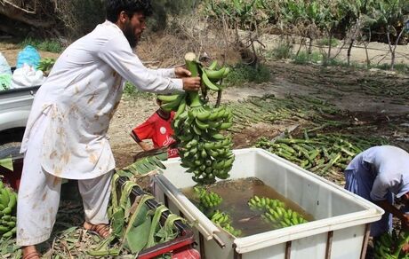 برداشت  ۱۱۰ هزار تن موز از سطح سه هزار هکتار باغات سیستان و بلوچستان