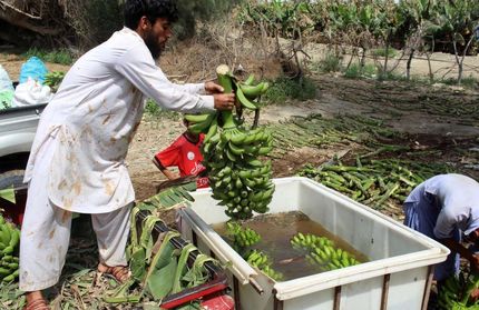 برداشت  ۱۱۰ هزار تن موز از سطح سه هزار هکتار باغات سیستان و بلوچستان