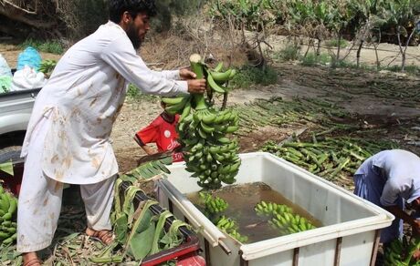 برداشت  ۱۱۰ هزار تن موز از سطح سه هزار هکتار باغات سیستان و بلوچستان