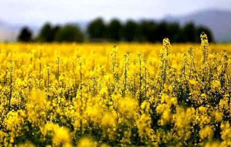 خرید بیش از ۱۱۰ هزار تن کلزا در کشور