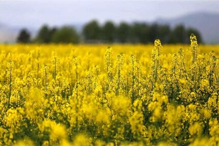 خرید بیش از ۱۱۰ هزار تن کلزا در کشور
