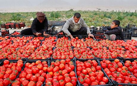 برداشت گوجه فرنگی در استان بوشهر آغاز شد