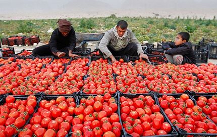 برداشت گوجه فرنگی در استان بوشهر آغاز شد