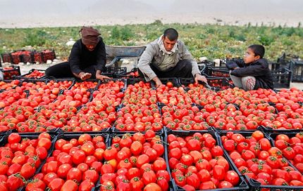 برداشت گوجه فرنگی در استان بوشهر آغاز شد