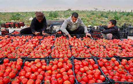برداشت گوجه فرنگی در استان بوشهر آغاز شد