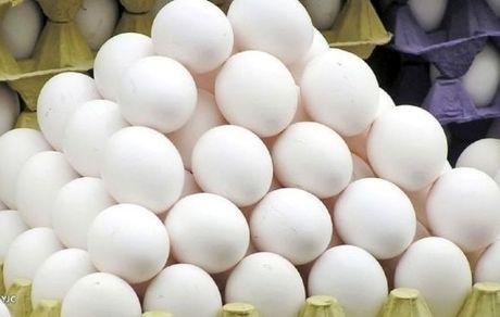 پنج روز بلاتکلیفی ۵۰۰ تن تخم مرغ در پشت مرزها!
