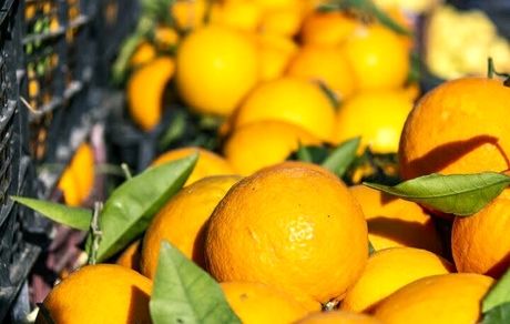 افزایش ۱۸۹ درصدی صادرات محصولات کشاورزی از استان مازندران