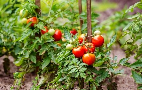 گیاهان برای نخستین بار واکسینه شدند!