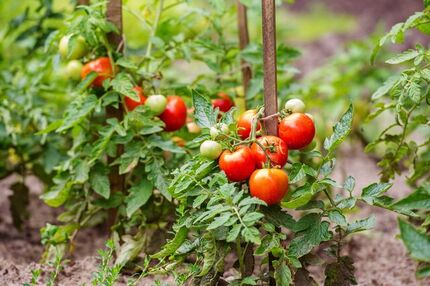 گیاهان برای نخستین بار واکسینه شدند!