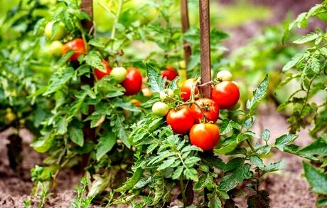 گیاهان برای نخستین بار واکسینه شدند!