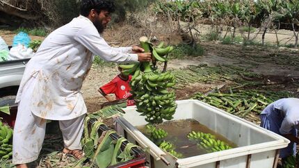 برداشت بیش از ۳۵ هزار تن موز در استان سیستان و بلوچستان