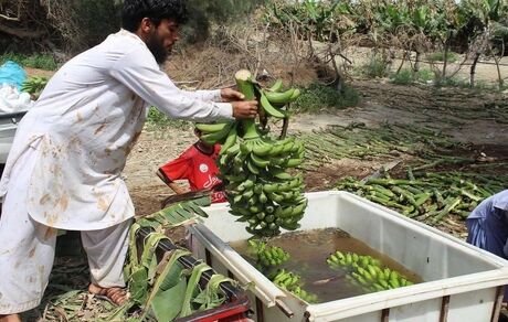 برداشت بیش از ۳۵ هزار تن موز در استان سیستان و بلوچستان