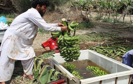 برداشت بیش از ۳۵ هزار تن موز در استان سیستان و بلوچستان