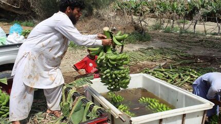 برداشت بیش از ۳۵ هزار تن موز در استان سیستان و بلوچستان