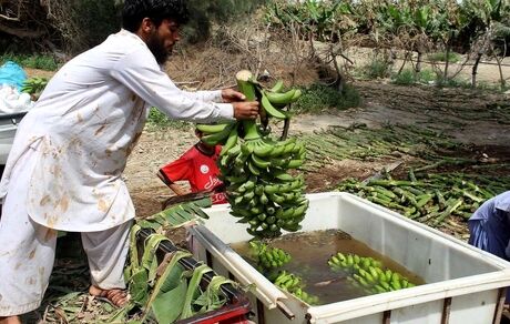 برداشت بیش از ۳۵ هزار تن موز در استان سیستان و بلوچستان