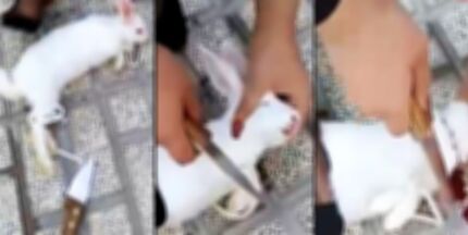  هشدار پلیس فتا نسبت به انتشار کلیپ خشونت‌آمیز سر بریدن حیوانات/ بازنشردهندگان فیلم‌های خشن مجرمند