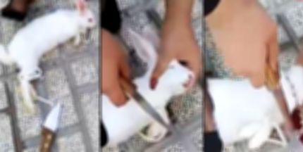  هشدار پلیس فتا نسبت به انتشار کلیپ خشونت‌آمیز سر بریدن حیوانات/ بازنشردهندگان فیلم‌های خشن مجرمند