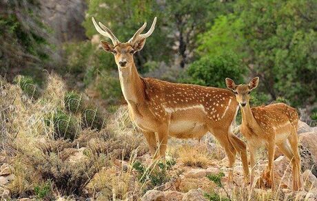 تولد اولین گوساله گوزن زرد ایرانی در سال جدید