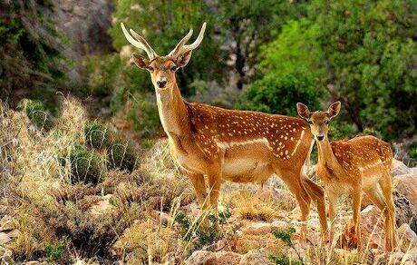 تولد اولین گوساله گوزن زرد ایرانی در سال جدید