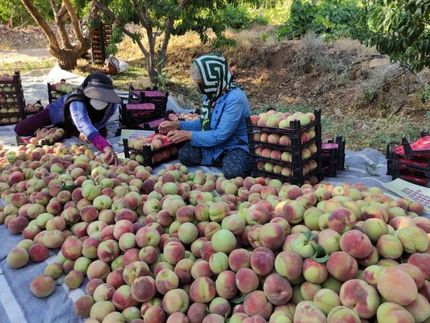آغاز برداشت ۵۰ هزار تن هلو در چهارمحال و بختیاری
