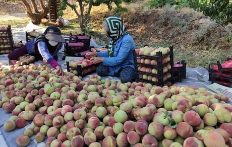 آغاز برداشت ۵۰ هزار تن هلو در چهارمحال و بختیاری
