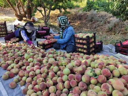 آغاز برداشت ۵۰ هزار تن هلو در چهارمحال و بختیاری