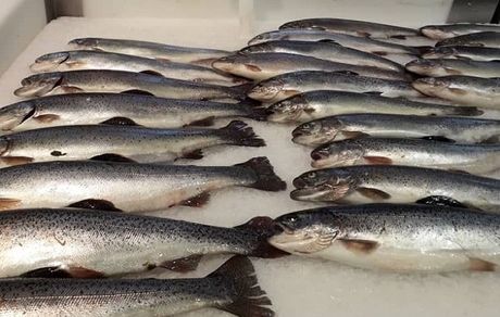 افزایش ۱۰۰ درصدی قیمت ماهی قزل آلا