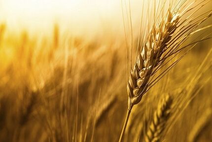 افزایش ۳۷ درصدی خرید تضمینی گندم